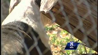 Harrisburg councilman calling for dog tether ordinance [upl. by Eceinart]