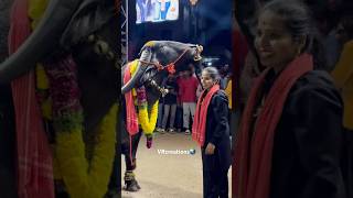 SADAR ICON SWAPNA YADAV SADAR 2024  sadarfestival sadar2024 subscribe [upl. by Jesus]