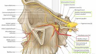 Pterygopalatine fossa 2 [upl. by Hyacinthie530]