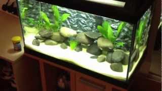 Tropical fish tank 60 litre cycle 2nd update [upl. by Atilol]