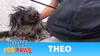 A terrified abandoned dog gets rescued His transformation will warm your heart story [upl. by Hedges738]