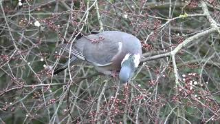 Wood Pigeons eating plum blossom [upl. by Petulia43]