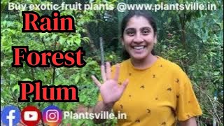 Rain Forest Plum Eugenia candolleana fruit tasting  exotic fruits from our farm fruitharvest [upl. by Manvil953]