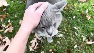 Swiffer always helps me with the chores 😺 [upl. by Socin]