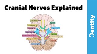 2021 شرح مبسط وسهل  Cranial Nerves [upl. by Edholm642]