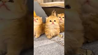 The lovely kittens are really sweet😍😍😍cat catsoftiktok kittycat cutecat funnycat meow for [upl. by Kellina380]