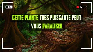 CHAMANISME  Le superpouvoir INSOUPSCONNÉ des plantes sacrées [upl. by Noli]