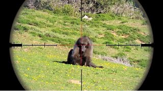 Top 20 Baboons Kill Shot In 2 Minutes  Baboons Hunting Compilation Video [upl. by Fantasia]