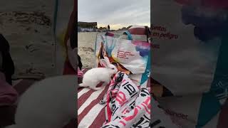 ¡Conejito Escapa en la Playa de la forma más INESPERADA 🐇 [upl. by Atis]