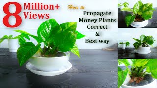 How to Propagate Money Plants Correct amp Best wayGREEN PLANTS [upl. by Dnaltruoc]