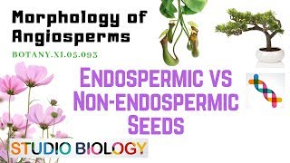 BOTANY XI05093 – Morphology of Angiosperms – Endospermic vs Nonendospermic seeds [upl. by Aneris]