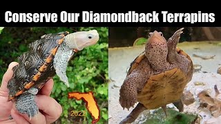 Conserve Our Diamondback Terrapins [upl. by Emelina282]