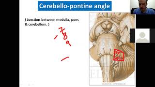 Anatomy Of Pons [upl. by Ahsitahs808]