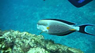 Sohal surgeonfish attacking divers [upl. by Fidel]