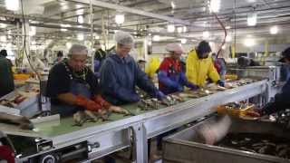 Processing salmon fish at the local Petersburg Cannery in Alaska [upl. by Belle753]