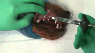 Infraorbital Nerve Block Dr David E Clarke Registered Specialist Veterinary Dentistry [upl. by Fawna]