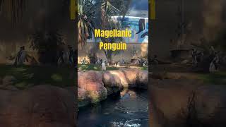 Magellanic Penguin penguin september earthwindfire [upl. by Tterrag]