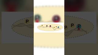 Chromatin Immunoprecipitation Assay ChIP [upl. by Zachary]