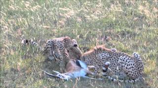 Malaika the cheetah making a kill in the Mara [upl. by Rayham905]