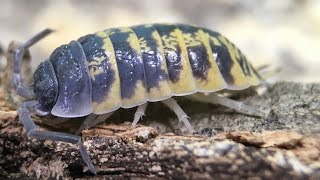 Porcellio ornatus Isopod Care Guide [upl. by Haroldson]