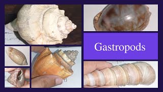 Gastropoda  Study Genera Cypraea Turritella Oliva Busycon Trochus Conus  Paleontology [upl. by Lebyram]