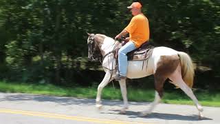 Gamblers Key Lime Pie Silver Dapple Spotted Filly for sale at McNatt Farms [upl. by Jenness]