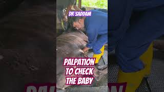 Palpation the baby inside cow  Dr Saddam [upl. by Hodgson]