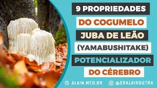 9 propriedades do Cogumelo Juba de Leão Yamabushitake Potencializador do Cérebro [upl. by Whitcomb]