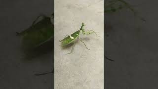 mantis dancing meme  subscriber short shorts shortsfeed wildlife public [upl. by Sachi]