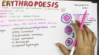 Erythropoesis  Physiology  Sites and Stages [upl. by Mcroberts]