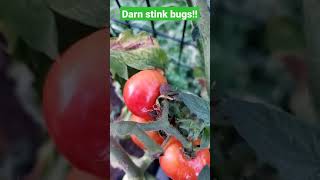 Stink bugs have found our tomatoes Pesky pests in the garden Organic Gardening has its struggles [upl. by Scott]