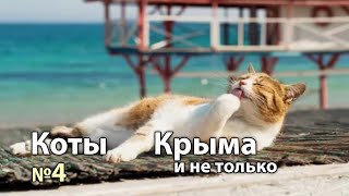 КОТЫ КРЫМА № 4 [upl. by Aimak]