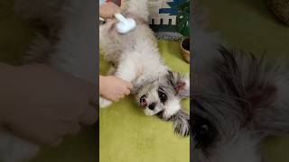 Is curled hair dog suitable for slicker brush aumuca dogs [upl. by Arahat942]