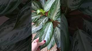 Aglaonema prata [upl. by Watters]