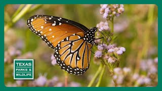 PBS Trailer  Crane Science Cleburne State Park amp Butterfly Boosters [upl. by Yehsa]