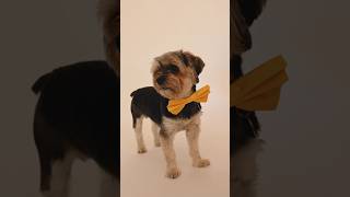 A Dog with Yellow Bow Tie is Observing His Surroundings funny shorts viral funnydog [upl. by Oakes944]