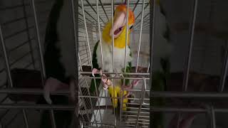 Let me out early long johns chicken greenlegged kake kake parrot goldenheaded kake devili [upl. by Noy]