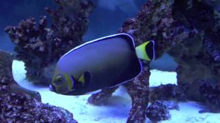 Conspic Angelfish c conspicillatus [upl. by Yadsnil]