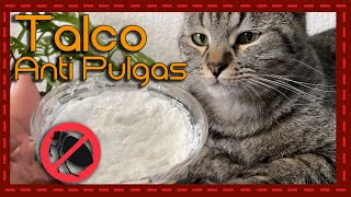 Adiós a las pulgas Talco para baño en seco casero y económico para gatos [upl. by Nivram364]