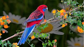 Crimson Rosella chamando [upl. by Massie]