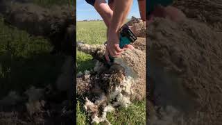 Cordless shearing handpiece crutching flyblown sheep [upl. by Llenhoj]