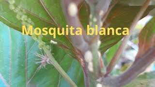 Mira que es la mosquita blanca y que hice para controlarla [upl. by Sachs315]