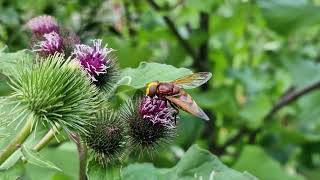 Volucella Zonaria Hoverfly [upl. by Demeter734]