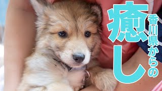 香川県から癒しの子犬をレスキュー♪ [upl. by Norted406]