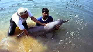 Ganges River Dolphin [upl. by Lebaron790]