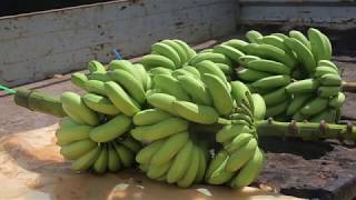 Banane  Les bonnes pratiques pour une production de bananes saines du champ au conditionnement [upl. by Hershell]