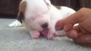 Baby pitbull ticklish [upl. by Neddie]