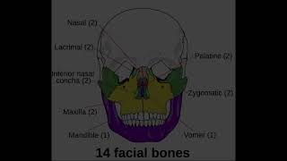 Cranial amp Facial Bones [upl. by Eedya]