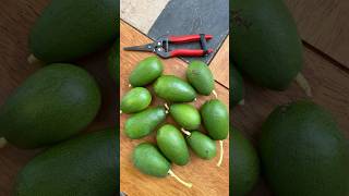 Aravaipa Avocados boxes of 10 [upl. by Nwhas]