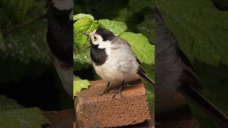 Whitewagtail wagged wagtail birds [upl. by Ahrens]